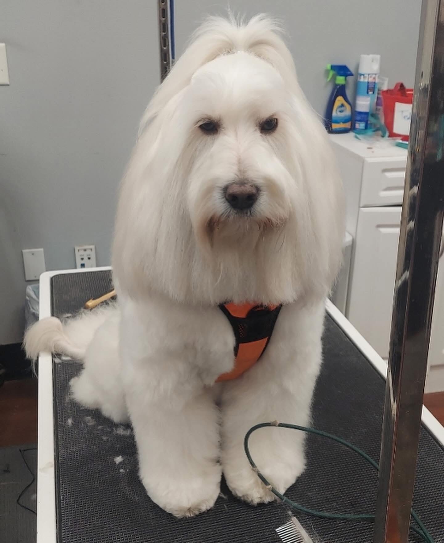 Dog during grooming session